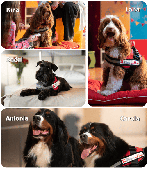 Dogtores2