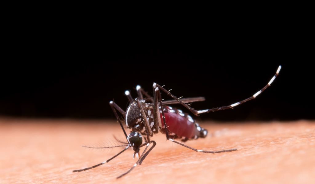 5 mitos sobre el Dengue